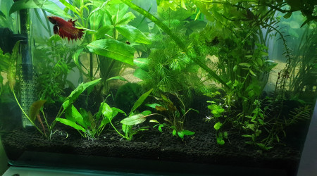 aquarium 20L