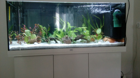 aquarium Alexandre