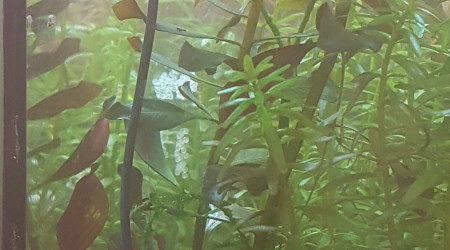 Petits oeufs du jour bonjour