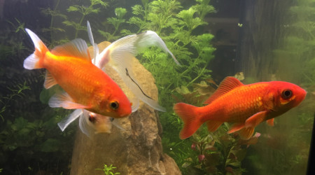 Présentation famille PoissonRouge