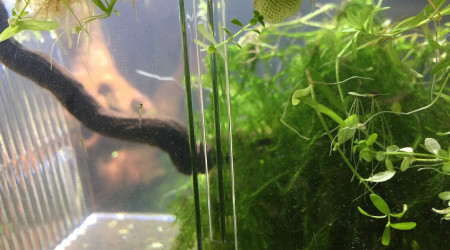 Présentation famille PoissonRouge