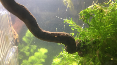 Présentation famille PoissonRouge