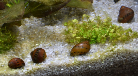 4 neritina semiconica