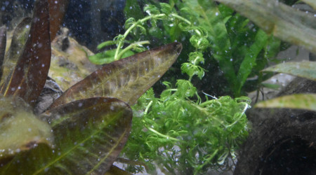 Limnophila