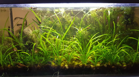 aquarium 54L lowtech