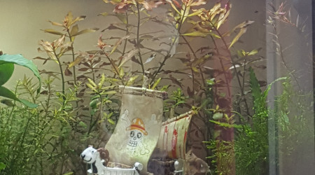 Ça danse et ça s'amuse !