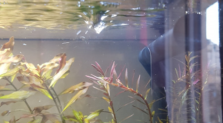 Retour sur l'utilisation de liquid humin +