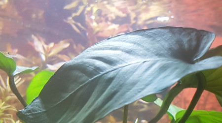 Retour sur l'utilisation de liquid humin +