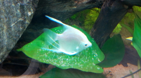 Ponte de la seconde femelle