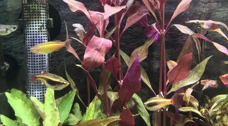 Alternanthera rosanervig