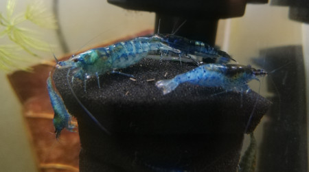 aquarium Aquarium Crevettes Blue Velvet