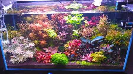 aquarium plantes  rares
