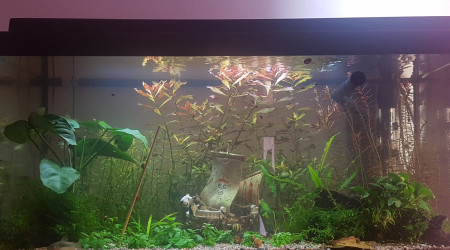 Eau ambrée mais limpide