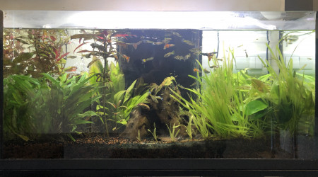 L’aquarium a un an :p