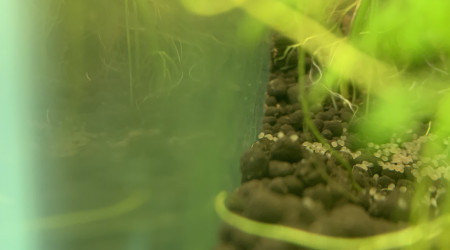 Première ponte des Ramirezi !