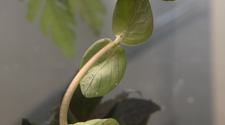 Bacopa Caroliniana ?