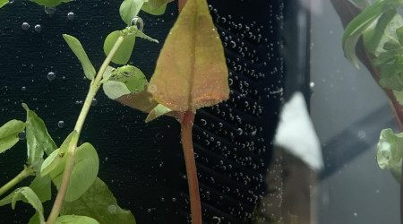 Alternanthera Reineckii ?