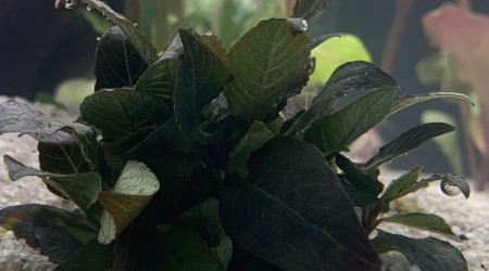 Lobelia Cardinalis ?