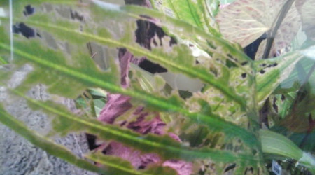 echinodorus ancistrusifolia