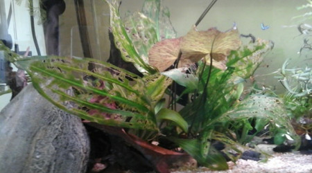 echinodorus ancistrusifolia