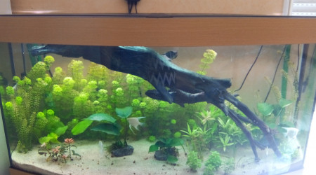 Racine délestée et flottante