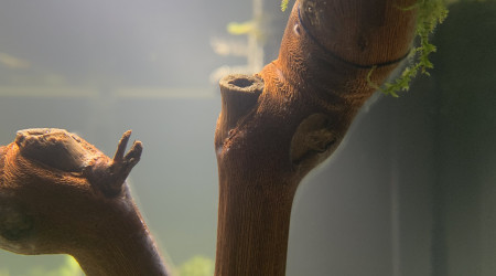 Jour 2 Apparition de champignons inoffensifs
