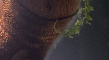 Jour 2 Apparition de champignons inoffensifs