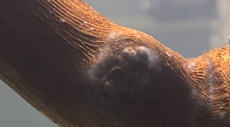 Jour 2 Apparition de champignons inoffensifs