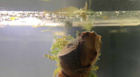 Jour 2 Apparition de champignons inoffensifs