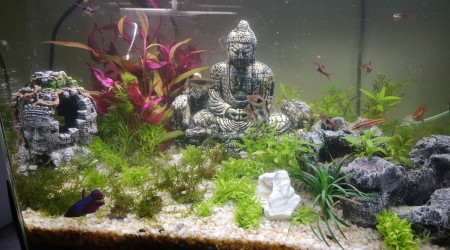 aquarium Bac de 110l