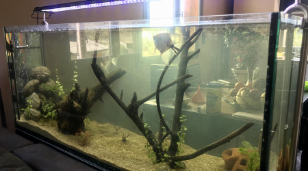 aquarium Type amazonien