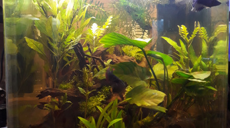 Barbaresque après jardinage