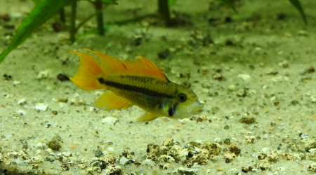 Apisto Agassizii