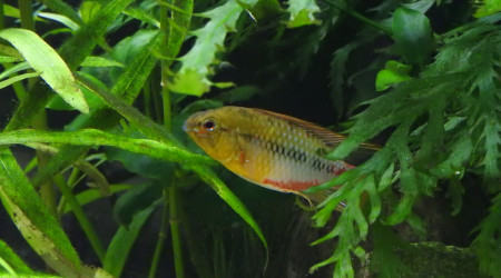 Apisto Hongsloi