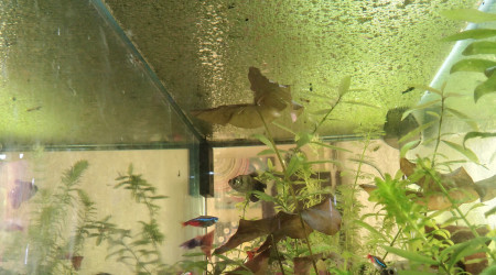 Je suis envahie de lentilles d'eau ! Alerte invasion