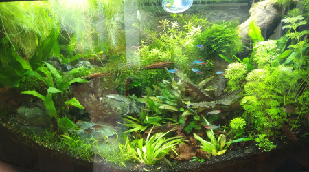 Mini bolbitis flotte le temps de se refaire une santé avant collage