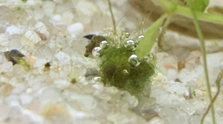 J+7 Apparition d’algues