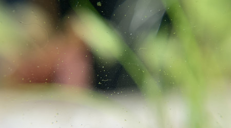 J+7 Apparition d’algues