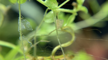 J+7 Apparition d’algues