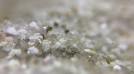 J+7 Apparition d’algues