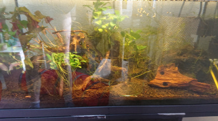 aquarium Crevette