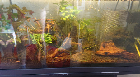 aquarium Crevette