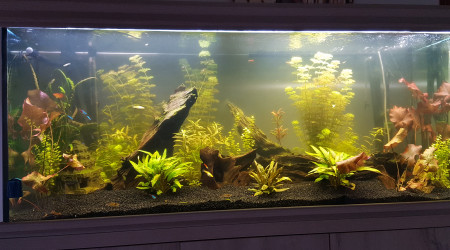 aquarium Bac type amazonien