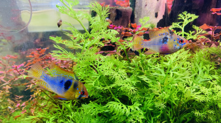 Monsieur Rami a trouvé une nouvelle chérie.