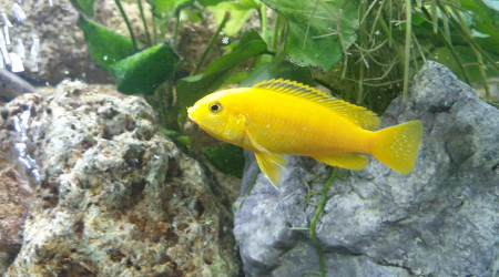 labidochromis caeruleus