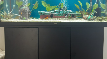 aquarium Le nautilus