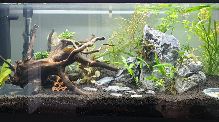 Au bonheur des crevettes 2.0