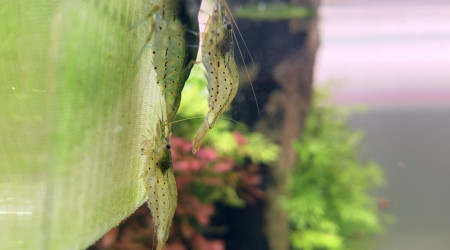 Faut pas vous gêner !