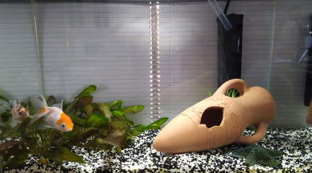 aquarium Sushi et Maki Tank