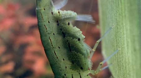 Alors c’est pour quand ?